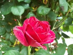 fresh rose flower with water drops