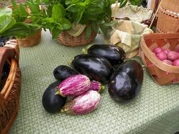 different varieties of eggplant on the kitchen table