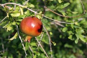 red pomegranate on a tree branch