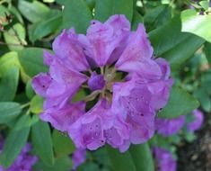 purple wildflower