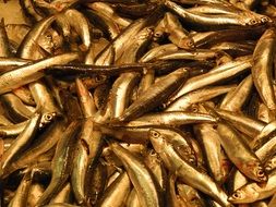 frisch fish
