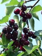 red sweet fruit tree cherry