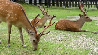 deer grazing