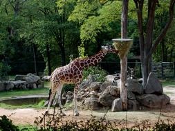 picture of the giraffe in the zoo