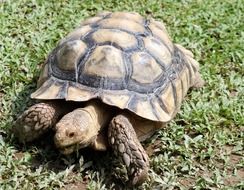 wild tortoise eating grass