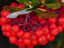 rowan berries plant