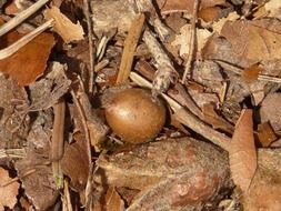 brown fruit among dry autumn leaves