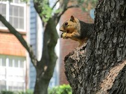 common squirrel on a tree trunk
