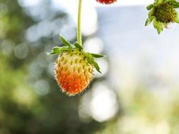 unripe strawberries in the forest