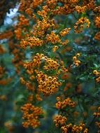 Pyracantha is a genus of thorny evergreen shrubs