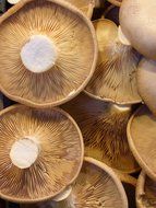 raw mushrooms upside down