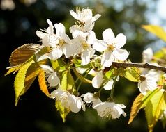 flowers on a cherry branch in the sunlight