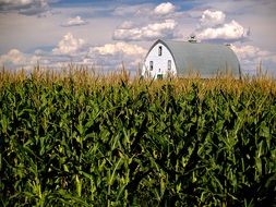 barn over corn field