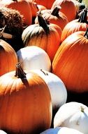 orange and white pumpkins