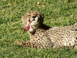 Cheetah eats meat in Namibia