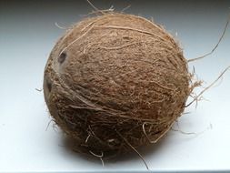 Coconut is an exotic fruit