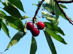 sweet cherry tree branch