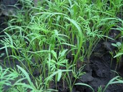 green dill in the garden