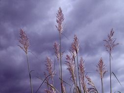 cane tops at cloudy sky