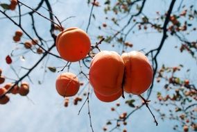 closeup picture of Persimmon on the branches of an autumn tree