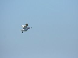 white tern high in the sky