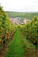 vineyard grapes , germany