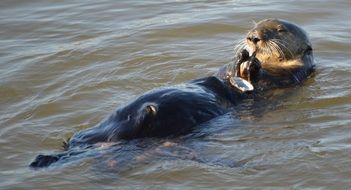 Sea-otter is swimming in the water