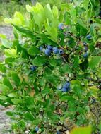 blueberry bush