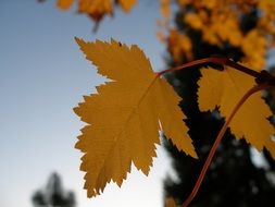 yellow autumn leaf against the sky