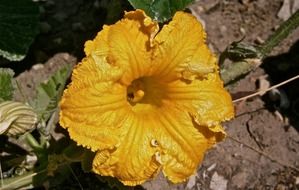 pumpkin plant with flower on soil