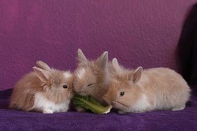 small sweet rabbits are eating on purple background