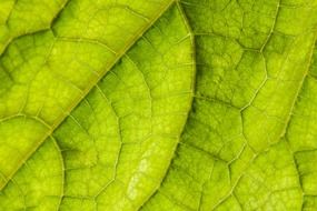 light green leaf of cucumber closeup