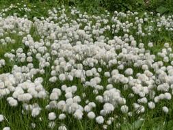 cotton balls of alpine cottongrass