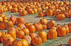 many bright orange pumpkins on a sunny day