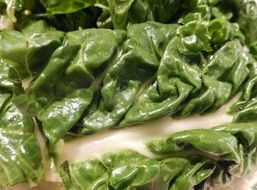 A leave of swiss chard vegetable