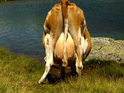 cow drinks water back portrait