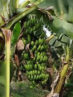 Green bananas on a palm tree in a tropical forest among colorful plants