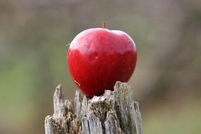 red apple lies on a stump