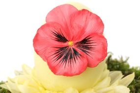 egg decorated by flower