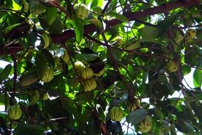 the fruits of Garcinia on a tropical evergreen tree