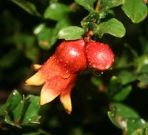 Pomegranate is growing on the plant