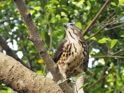 crested goshawk