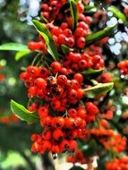 firethorn red berries