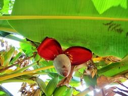 flowers on a banana tree