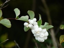 branch of the Albus snowberry