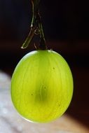 Green gooseberry close up