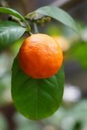 Citrus fruit on a branch