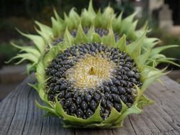 autumn sunflowers with black seeds