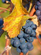 autumn grapes cultivation