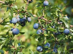 bush with blue berries in garden